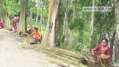 নারীরাও ভূমিকা রেখেছেন পাট উৎপাদনে 