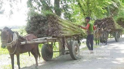 পাট তুলে নিয়ে যাওয়া হচ্ছে 