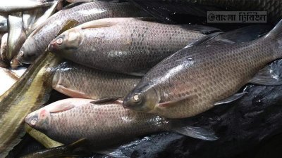 নাটোরে বেড়েছে মাছের উৎপাদন, বাজারে আসছে বিলুপ্তপ্রায় মাছ