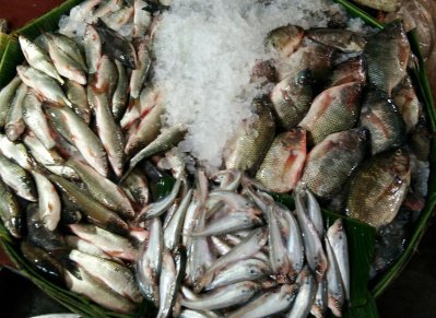 মাছ আমদানি বন্ধ হলে দেশের চাষিরা লাভবান হবে