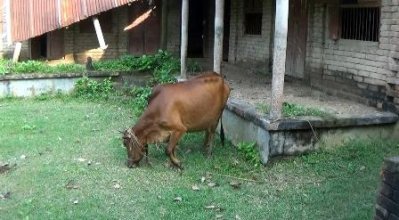 চেয়ারম্যানের রোষানলে ছয় বছর ধরে বাস্তুচ্যুত হওয়ার অভিযোগ