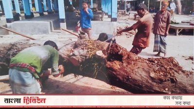 গাছ কেটে নেওয়া হচ্ছে