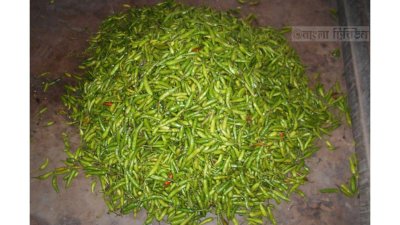 নীলফামারীতে কাঁচা মরিচ কেজিতে বেড়েছে ৪০ টাকা