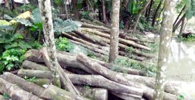 কবি জীবনানন্দ দাশের স্মৃতিবিজড়িত নদীর পাড়ের বৃক্ষ নিধন
