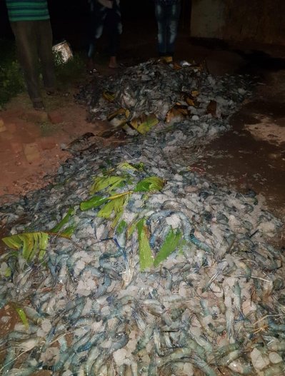 জেলি পুশ করা ৫০০ কেজি চিংড়ি জব্দ