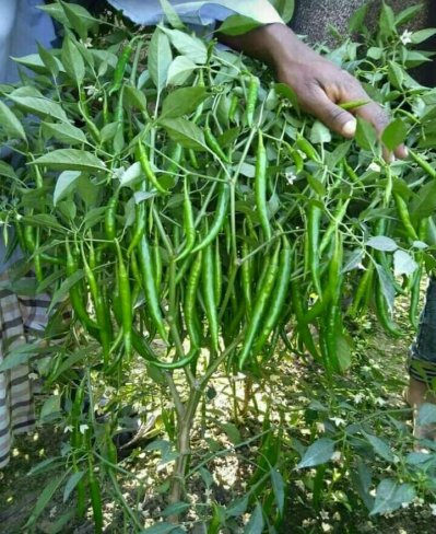 সবজির দাম সাধারণের ক্রয় ক্ষমতার বাইরে!
