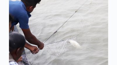 কুড়িগ্রামে জেলেদের জালে ধরা পড়া ইলিশ। (ছবি: আরিফুল ইসলাম, কুড়িগ্রাম))