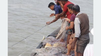 পরিমাণে কম হলেও ব্রহ্মপুত্র, ধরলা, দুধকুমার নদীতেও ধরা পড়ে ইলিশ। (ছবি: আরিফুল ইসলাম, কুড়িগ্রাম)