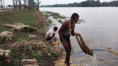 পাটের আঁশ ছড়াচ্ছেন শ্রমিকরা 