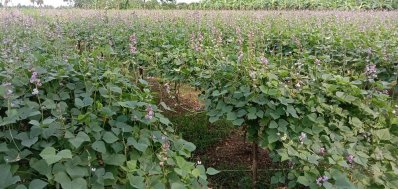 শিম ক্ষেত