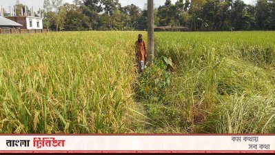 ধান ক্ষেত
