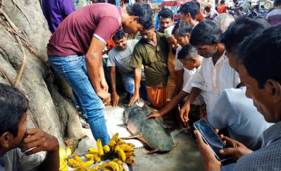২৯ কেজি ওজনের বাঘাইড়