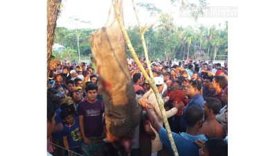 কামড়ে বৃদ্ধের মৃত্যু, বন্য শূকরকে পিটিয়ে মারলো স্থানীয়রা