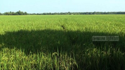 ভূমিহীন পরিবারের জমি দখল করে চাষ করছে অন্যরা