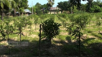ভূমিহীনদের জমিতে আম বাগান গড়ে তোলার অভিযোগ