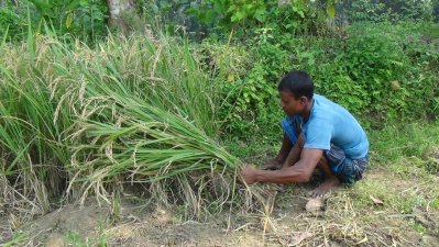 আগাম ধানে বিনা ধান কাটায় ব্যস্ত কৃষকরা