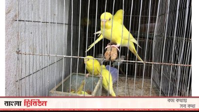 পাখি পালনে সংসারে সচ্ছলতা ফিরেছে