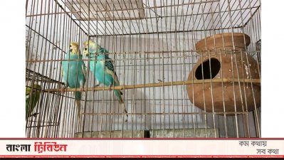 পাখি পুষে সংসারে সচ্ছলতা