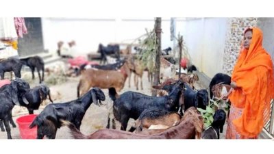 উপজেলার ইকবাল হাসান টুটুলের ছাগলের খামার 