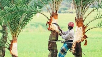 জোরেশোরে চলছে রস সংগ্রহের কাজ