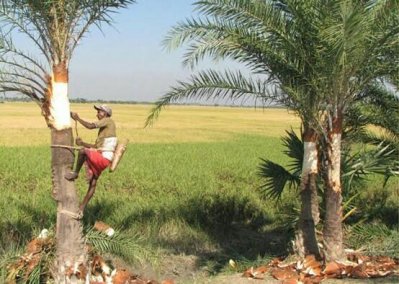 খেজুর গাছ পরিষ্কারে ব্যস্ত গাছি 
