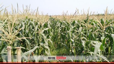 ভুট্টাই হবে খাবারের প্রধান জোগানদাতা