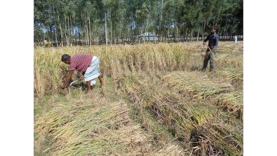 নতুন ধান কাটায় ব্যস্ত কৃষক 
