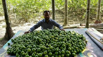 বাগান থেকে সংগ্রহ করা লেবু
