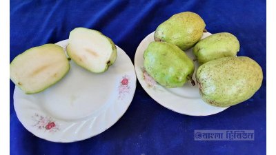 বীজমুক্ত পেয়ারা কেটে প্লেটে রাখা হয়েছে 