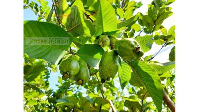 গাছে শোভা পাচ্ছে বীজমুক্ত পেয়ারা
