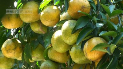মতিউর রহমানের কমলা বাগান