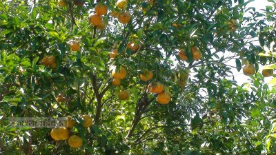 মতিউর রহমানের কমলা বাগান