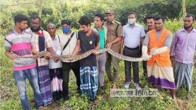 লোকালয়ে আসা ২৬টি অজগরসহ ৩৩ বন্যপ্রাণী অবমুক্ত