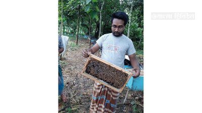 মৌমাছি চাষ