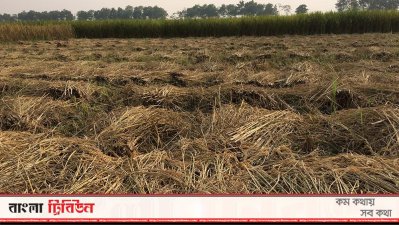 ধান কেটে রাখা হয়েছে