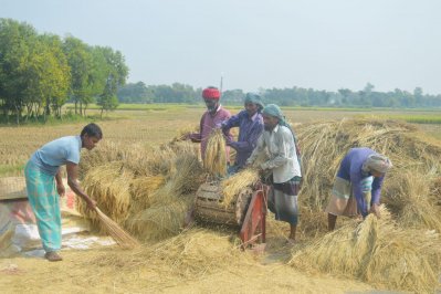 বাম্পার আমনের সুবাসে মাতোয়ারা হেমন্তের হাওয়া