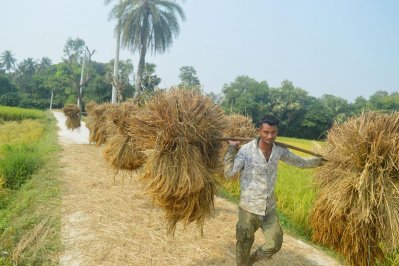 বাম্পার আমনের সুবাসে মাতোয়ারা হেমন্তের হাওয়া