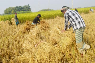 বাম্পার আমনের সুবাসে মাতোয়ারা হেমন্তের হাওয়া