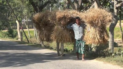 ধান কেটে নিয়ে যাচ্ছেন কৃষকরা