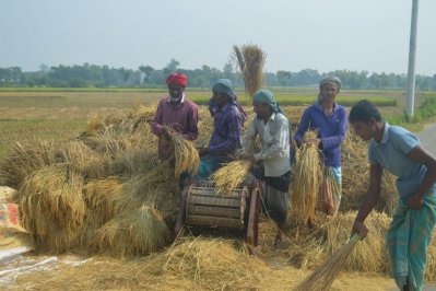 বাম্পার আমনের সুবাসে মাতোয়ারা হেমন্তের হাওয়া
