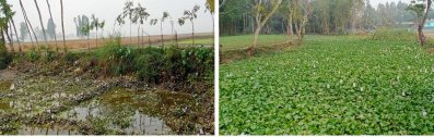 খাল ও বিলের মুখ ভরাট করায় ফসিল জমি জলাবদ্ধ