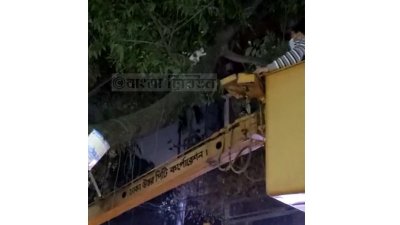 গাছের ওপর আটকে পড়া বিড়াল ছানা