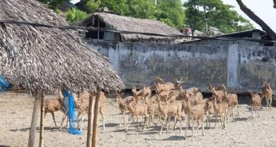 হরিণের খামার