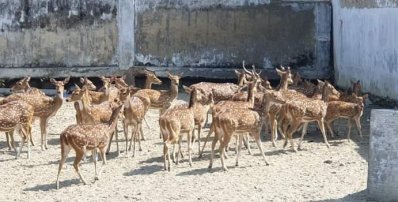 হরিণের খামার