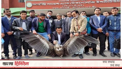 উদ্ধার করা নেপাল থেকে আসা হিমালয়ী গৃধিনী শকুন