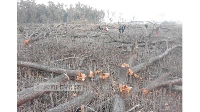 দিন দিন ধ্বংস হচ্ছে জাতীয় উদ্যান