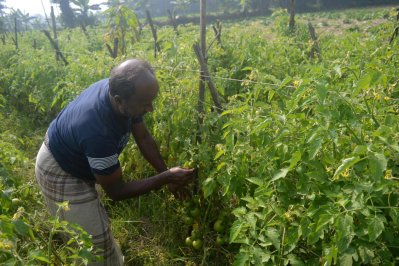সবজি ক্ষেতে কাজ করছেন কৃষক