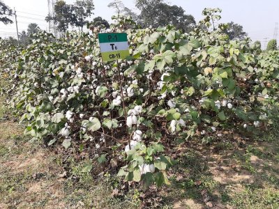 তুলা গবেষণা কেন্দ্র