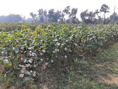 তুলা গবেষণা কেন্দ্র