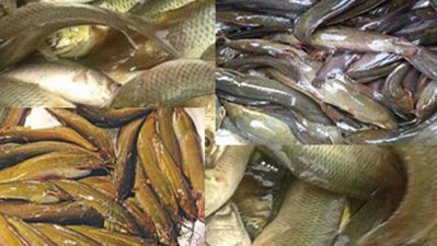 মাছ: ছবি সংগৃহীত